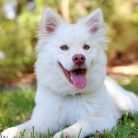 Veja como oferecer o melhor conforto para o seu pet!