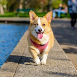 Meios de recreação para mascotes