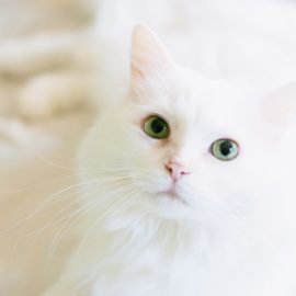 Pet Sitter ou hotel para gatos? O que devo escolher?