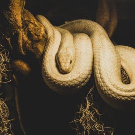 Curiosidades sobre as principais espécies de cobras de estimação