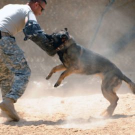 O adestramento de cães bravos e o treinamento de cães de guarda