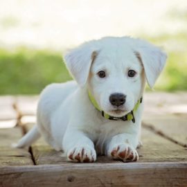 Creche também se tornou lugar para cachorro! Você sabia?