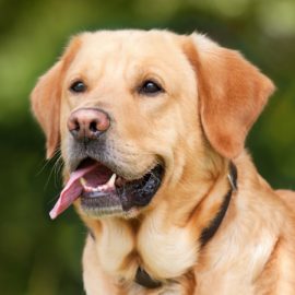 Adestrar é um ato de amor! Escolhendo o adestrador para o seu cachorro