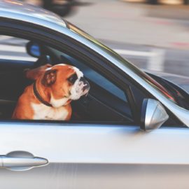 Dicas para transportar cães e gatos