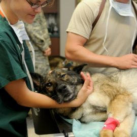 Você já pensou em cursar dermatologia veterinária?