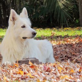 Cuidados necessários com o seu cão