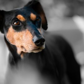 Seu cachorro é o centro das atenções? Saiba mais sobre o melhor do mundo pet!