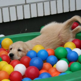 Saiba onde deixar o seu cachorro quando for viajar