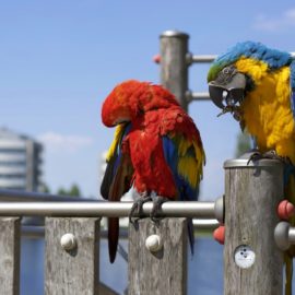 Os animais silvestres podem viver como pet’s?