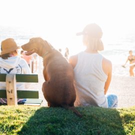 5 maneiras para transportar seu cachorro