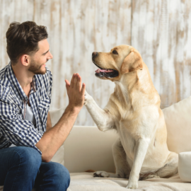 Conheça as atividades ideais para o seu cachorro