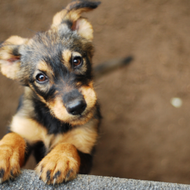 Você já conhece os cachorródromos?