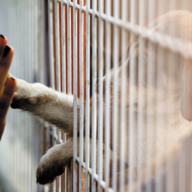 Adote um amigo: animais resgatados