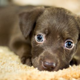 Conheça os motivos para adotar um animal