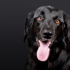 Conheça o chip para o seu pet