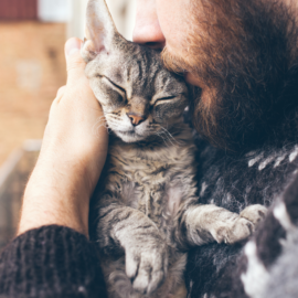 Conheça os serviços necessários para o seu gato