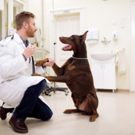 Principais atividades de uma clínica veterinária