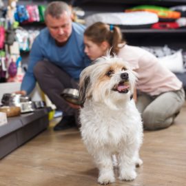 A necessidade de um pet shop nos cuidados do animal