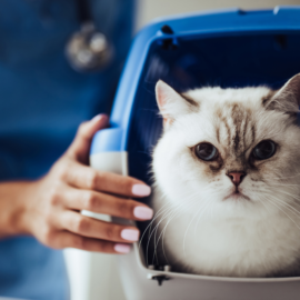 O Mercado de Pet Shop e itens para seu amigo