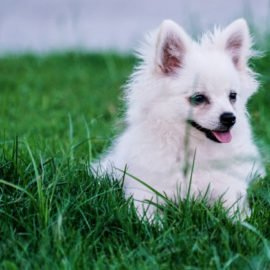 Como aliviar o calor do cachorro?