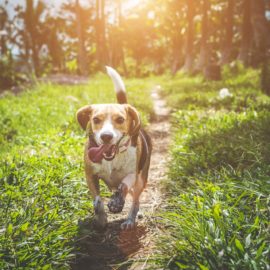 Como as pulgas e carrapatos atrapalham a vida do seu Pet