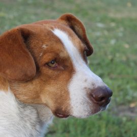 Tratamento para problemas de saúde em cachorros