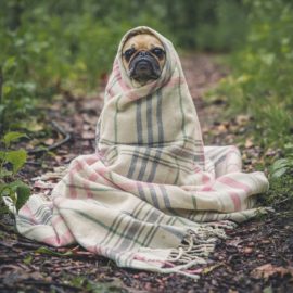 Os cuidados para aumentar a vida do seu cão